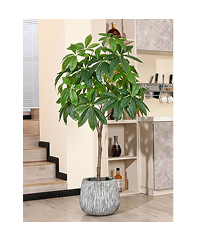 5Ft Artificial Pachira Aquatica Money Tree, Fake Plastic Money Plant