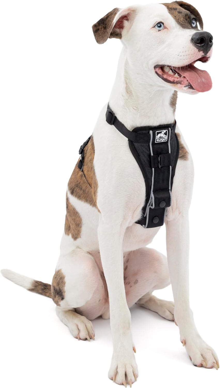 Dog wearing a black harness on a white background