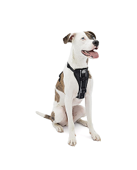 Kurgo Tru-Fit Quick Release Dog Walking Harness