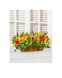 Outdoor Sunrise Dahlia Foliage